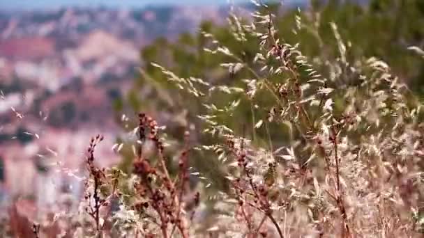 Mlaga Meilleure Ville Sud Espagne Sur Côte Méditerranée — Video