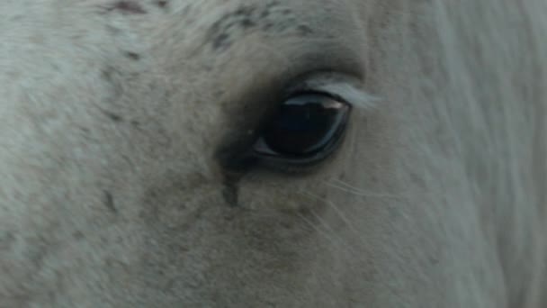 Detailní záběr na Krásného bílého koně.