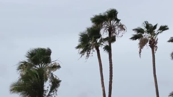 Пальмовое Дерево Пас — стоковое видео