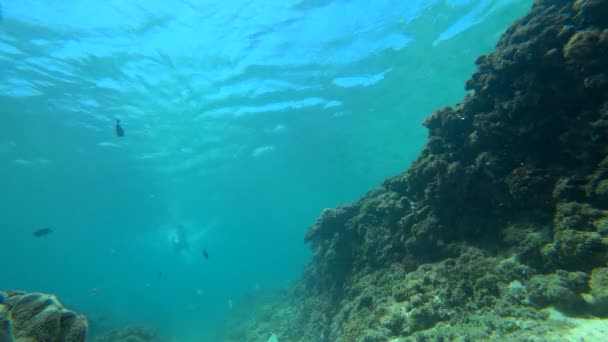 Pod Wodą Ujęcie Pływaka Pływającego Nad Kamerą Wśród Koralowców Tropikalnych — Wideo stockowe