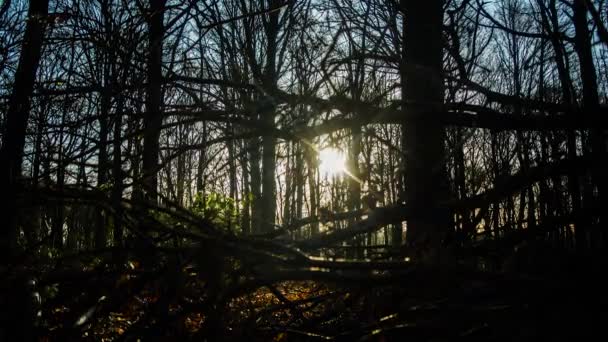 Солнце Кормушка Листья Timelapse Лесу Течение Утра Туманом — стоковое видео