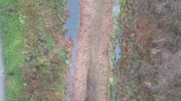 Topdown Droneshot Nella Foresta Con Piccolo Fiume Che Scorre Attraverso — Video Stock