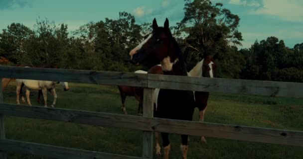 Horses Rural Mississippi — Stock Video