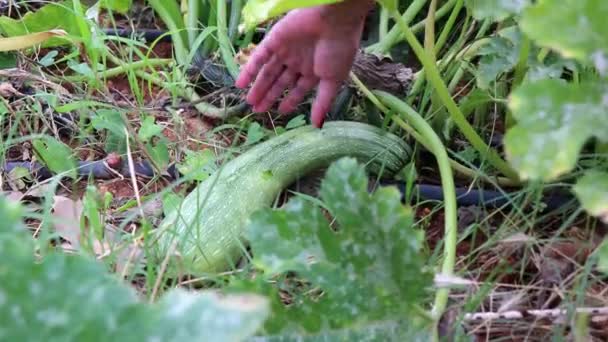 Female Gardener Picking Jucchini Vegetable Garden — Αρχείο Βίντεο