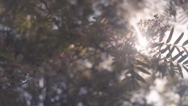 Images Ralenti Soleil Brille Travers Les Feuilles Arbres Dans Campagne — Video