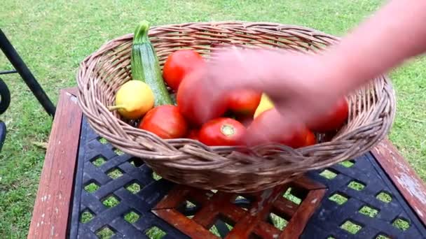 Gardener Puts Freshly Harvested Vegetables Fruits Basket Farm — Stock Video