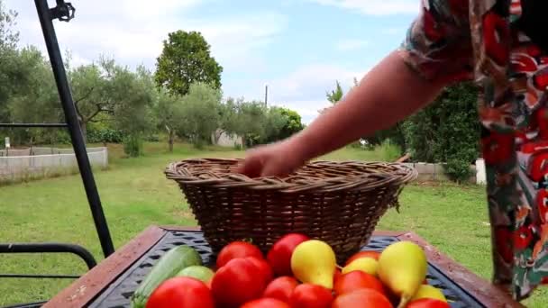 Femino Gardenador Putting Freshly Harvested Vegetables Fruits Basket — Vídeo de Stock