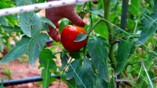 Female Gardener Picking Red Tomato Vegetable Garden — Wideo stockowe