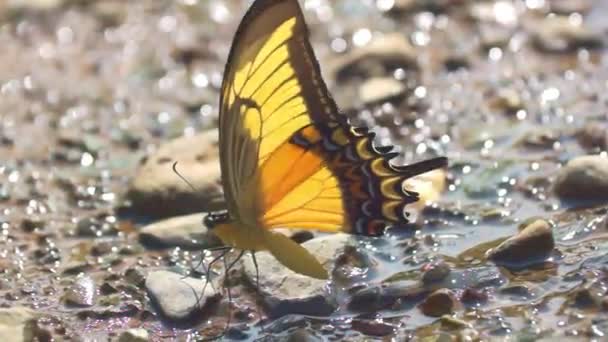 Borboleta Água Potável Chão — Vídeo de Stock