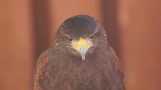 Adler Schreit Und Schaut Sich — Stockvideo