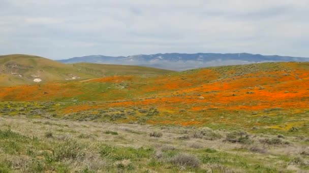 Het Verkennen Van Superbloem Van Briljante Oranje Klaprozen Bij Antelope — Stockvideo