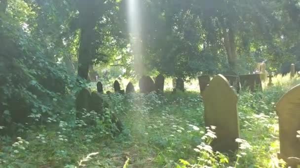 Través Cementerio Cubierto Con Fugas Luz Cima Través Los Árboles — Vídeo de stock