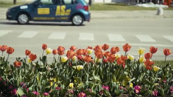 Knip Van Een Aantal Bloemen Voorgrond Met Straten Auto Bewegen — Stockvideo