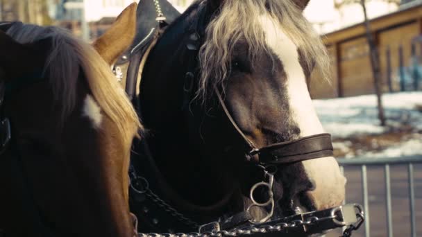 Clipe Movimento Lento Dois Cavalos Ligados Uma Carruagem Nas Montanhas — Vídeo de Stock