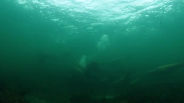 Grupo Lobos Marinos Steller Jugando Cerca Las Rocas Norris Isla — Vídeos de Stock