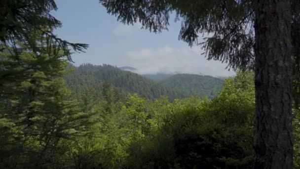 Veduta Aerea Della Linea Degli Alberi Nel Redwood National Park — Video Stock