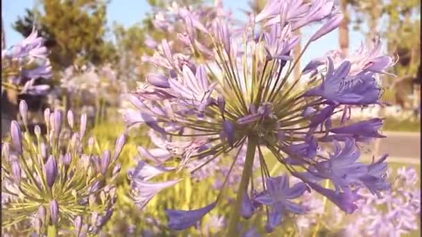 自然を背景に路上で紫色の花 — ストック動画