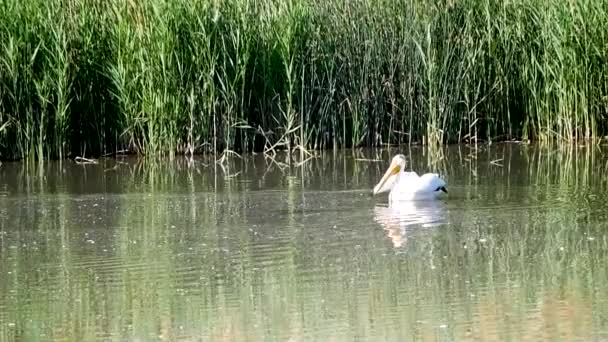 アメリカの白いペリカンが湿地の池から離陸し 山に向かって飛んでいく — ストック動画