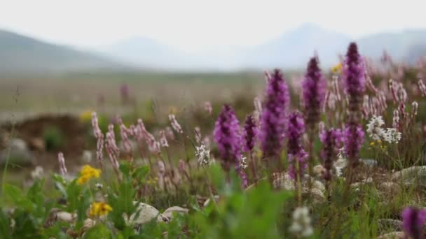 Wild Flower Meadow Pull Focus Change Landscape Man Walking Distance — Stock Video