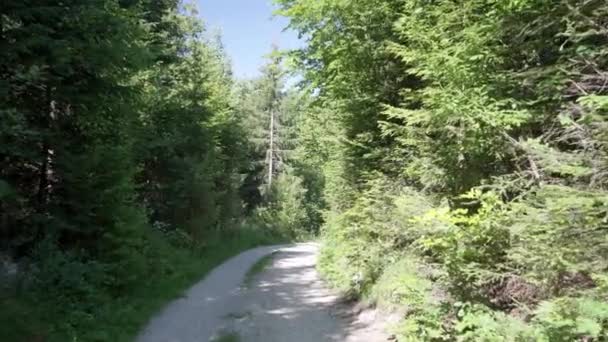 Pov Wanderung Durch Einen Schattigen Waldweg Sonniger Tag Orvin Schweiz — Stockvideo