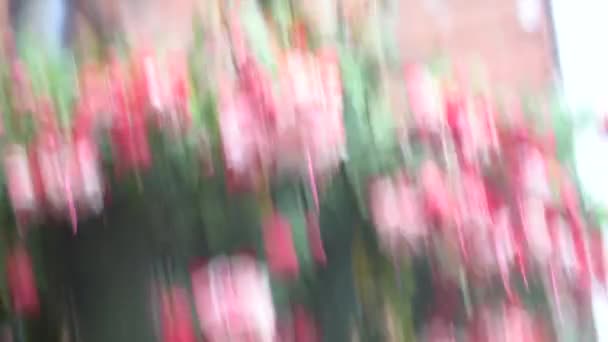 Fuchsia Een Populaire Tuinplant Die Bloeit Het Voorjaar Duurt Tot — Stockvideo