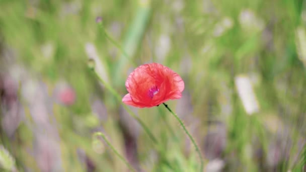 閉じると 花が咲く赤いケシが風に吹かれる — ストック動画