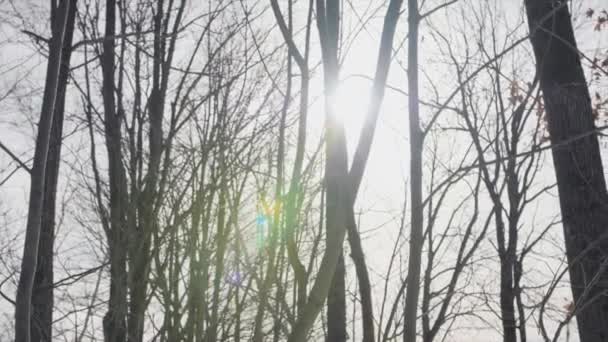 Ηλιακή Φωτοβολίδα Που Περνά Μέσα Από Δέντρα Χειμώνα Στο Κεμπέκ — Αρχείο Βίντεο