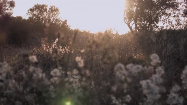 骑自行车时太阳落在山地车后面 — 图库视频影像