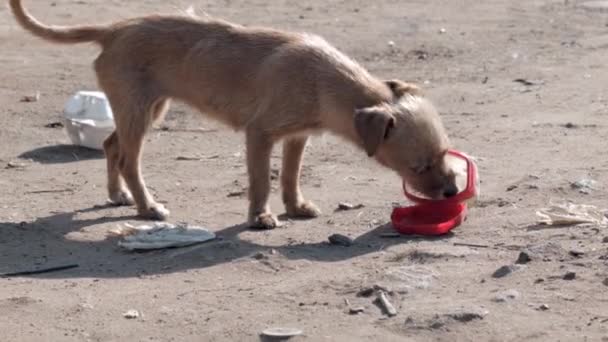 Ένας Σκύλος Γλείφει Ένα Άδειο Πλαστικό Δίσκο Μια Κωμόπολη Στη — Αρχείο Βίντεο
