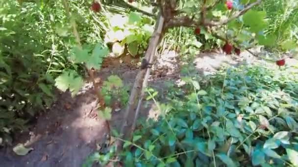 Arrière Cour Mini Arbre Fruitier Jardin Casserole — Video