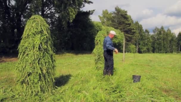 Een Man Die Een Hooibaal Maakt — Stockvideo