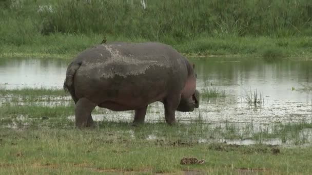 Hippo Hippopotamus Amphibius Broutant Dans Marais Près Lac Jetant Dans — Video