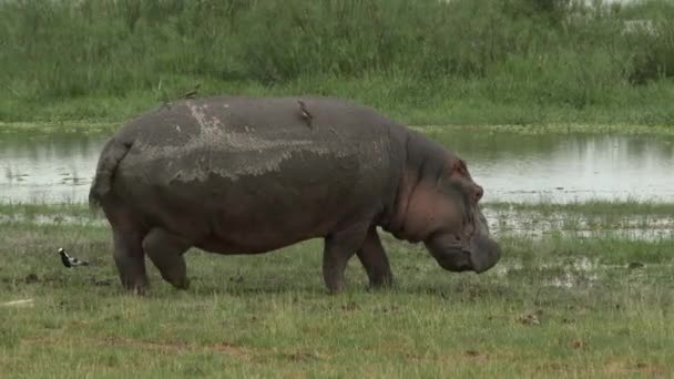 Hippo Hippopotamus Amfibus Grazen Marsh Buurt Van Het Meer Amboseli — Stockvideo