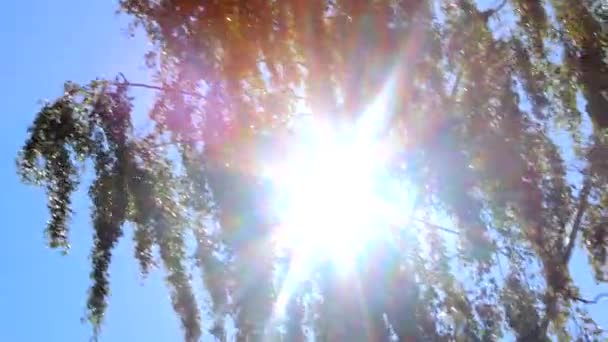 Groene Berk Langzaam Bewegend Onthult Prachtige Zonnestralen Camera Naar Beneden — Stockvideo