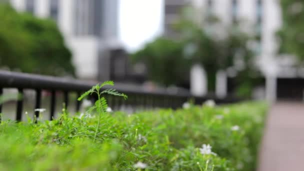 Lonely Plant Empty Park — Stock Video