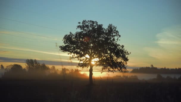 木の枝を通して日の出の光線の壮大な景色 — ストック動画