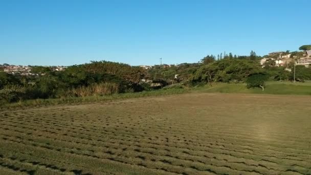 Rijen Vers Gemaaid Gras Durban Zuid Afrika Drogen Zon Voordat — Stockvideo