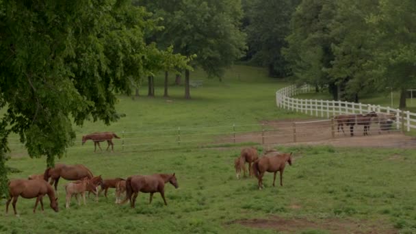 Drohnenaufstieg Und Eine Schar Pferde Und Fohlen Auf Einem Feld — Stockvideo