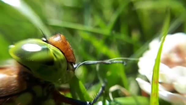 Libélula Está Comendo Grama — Vídeo de Stock