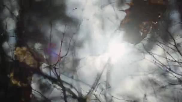 Dried Leaf Hang Tree Branch Swaying Strong Wind Blows Blinding — Stock Video