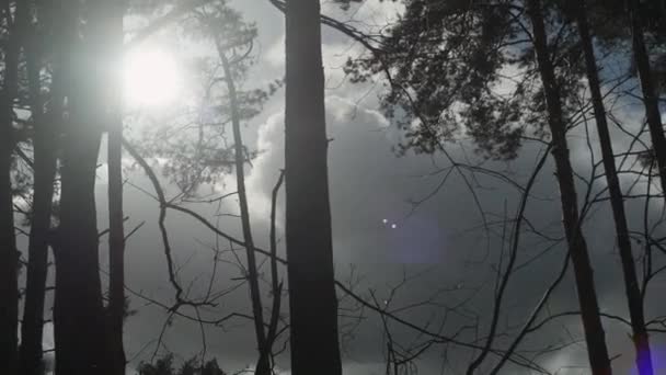 Video Träd Skogen Molnig Eftermiddag — Stockvideo