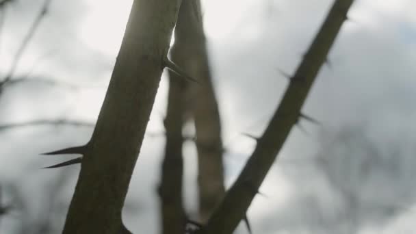 Een Video Van Een Exotische Doornige Boom Met Lange Scherpe — Stockvideo