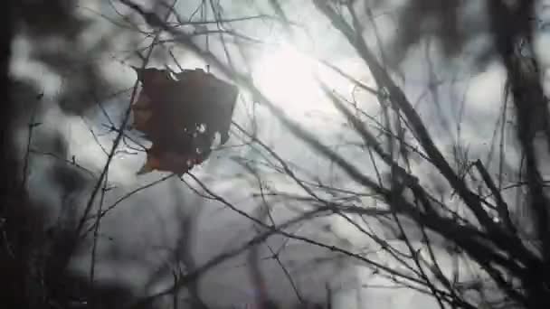 Feuilles Séchées Suspendues Branche Arbre Balançant Vigoureusement Sous Effet Vent — Video