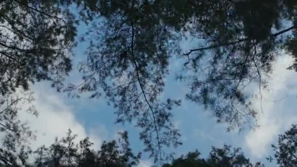 Les Branches Arbre Balancent Alors Que Les Vents Soufflent Par — Video