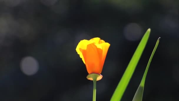 Lasso Tempo Primo Piano Papavero Californiano Arancione Che Fiorisce Cresce — Video Stock