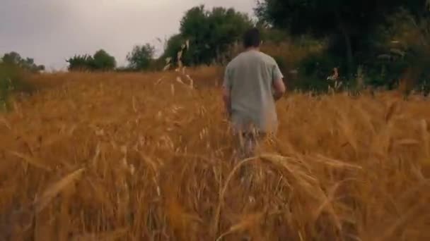 Walking Wheat Plants Recorded Gimbal Upscaled 1080P — Stock Video