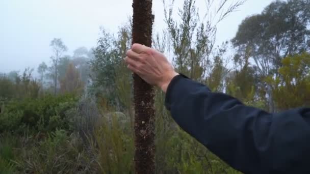 Zbieranie Nasion Australijskiego Rodzimego Krzewu Drzewa Trawiastego Xanthorrhoea Australis — Wideo stockowe