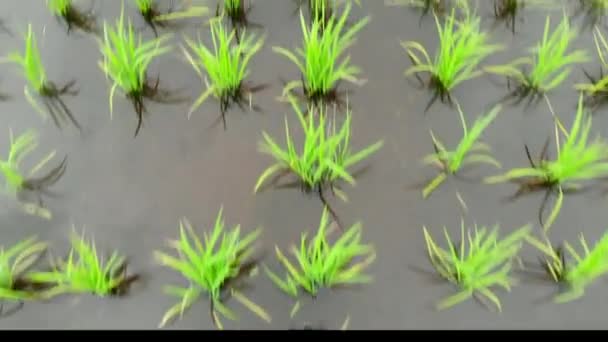 Moviéndose Sobre Campo Arroz Inundado Recién Plantado Campo Japonés — Vídeos de Stock