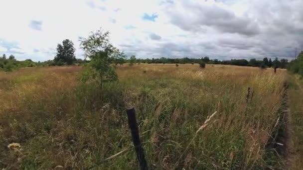 Caminhada Suave Natureza Com Crianças Sem Quando Você Quer Mostrar — Vídeo de Stock