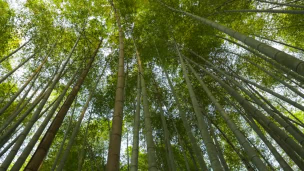Bambus Stromy Pomalu Kymácejí Větru — Stock video